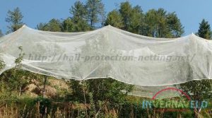 frost fabric used for protect trees