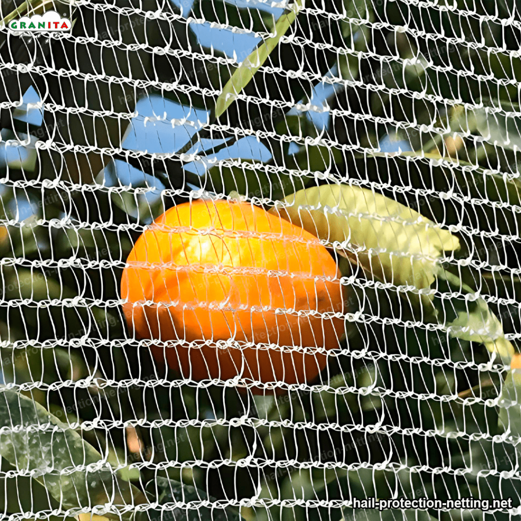 hail netting protecting orange tree