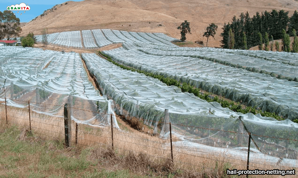 hail mesh installed in a field